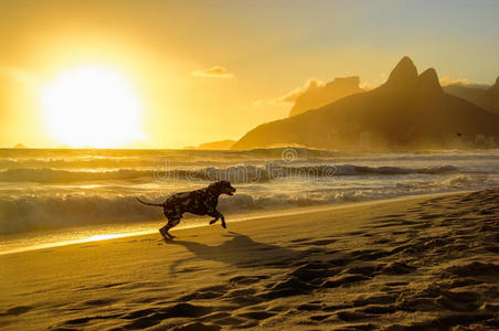 达尔马提亚狗在大西洋边缘奔跑，在伊帕内马海滩美丽的金色日落的背景下