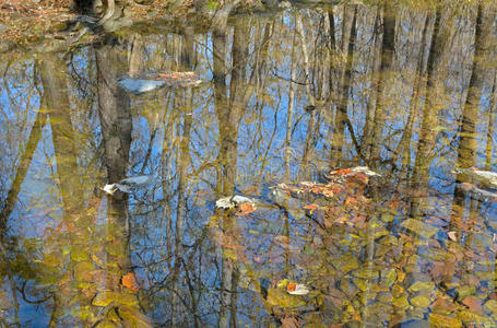 场景 反射 落下 流动的 木材 秋天 自然 荒野 风景 天空