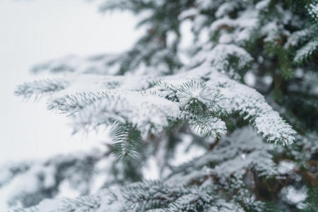 自然 特写镜头 假日 降雪 细枝 木材 新的 季节 分支