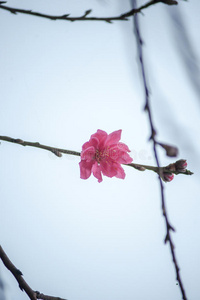 春天的花朵。 春天梅花盛开，