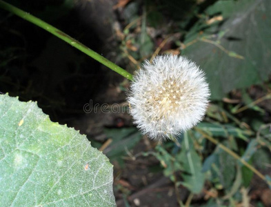 成熟 自然 草地 植物 平原 蒲公英 美丽的 花的 早晨