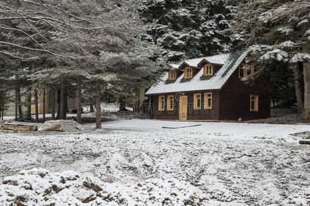 雪花 白霜 寒冷的 风景 花园 圣诞节 芬兰语 松木 房子