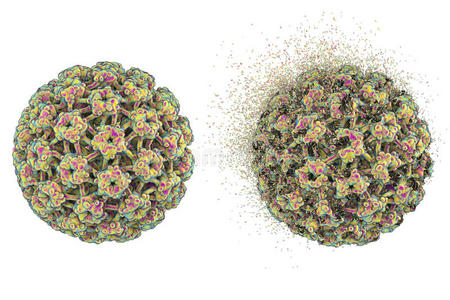 人类瘤病毒的破坏