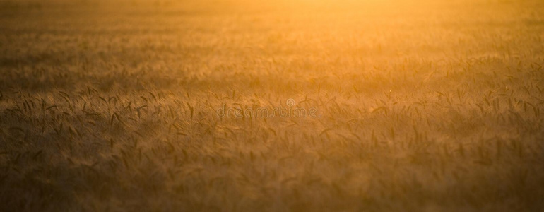 夕阳中的一片麦田