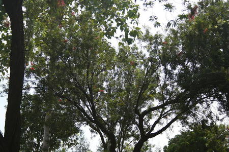 阳光 春天 分支 环境 颜色 植物 天空 生活 公园 季节