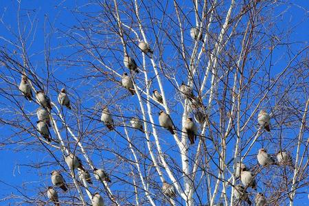 冬天鸟坐在树上，蓝天
