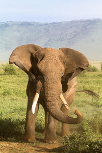 大象。 又老又生气。 Ngorongoro。