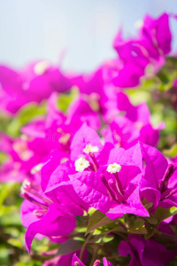 花的 植物学 开花 紫色 植物区系 自然 颜色 公园 特写镜头