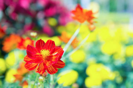 花园 阳光 农业 大丽花 风景 季节 植物 栅栏 领域 夏天