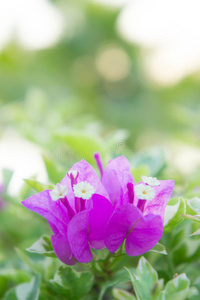 颜色 纸张 植物 花的 美女 特写镜头 植物学 灌木 三角梅