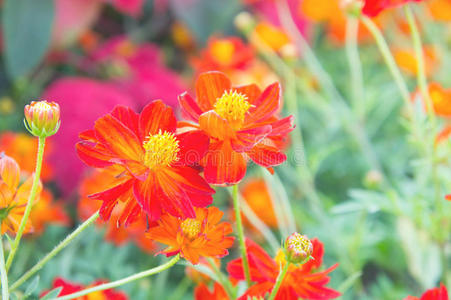 天空 花瓣 生活 花园 春天 郁金香 植物区系 夏天