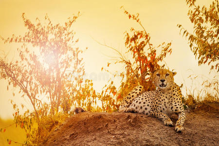 雌性猎豹躺在肯尼亚热带草原的日落上