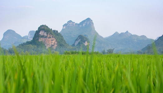 美丽的 农业 喀斯特 成长 大米 目的地 小山 地标 环境