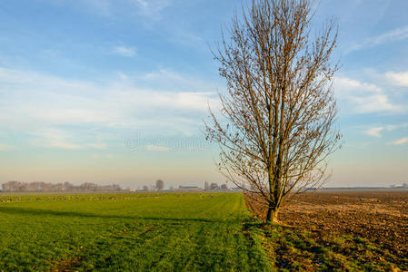 土地 风景 荷兰语 自然 领域 乡村 光秃秃的 孤独的 空的