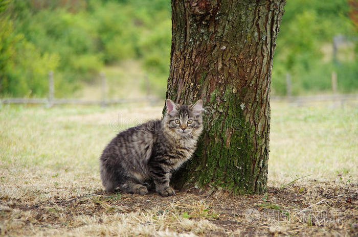 斑猫 毛茸茸的 哺乳动物 有趣的 西伯利亚 动物 小猫 黎明