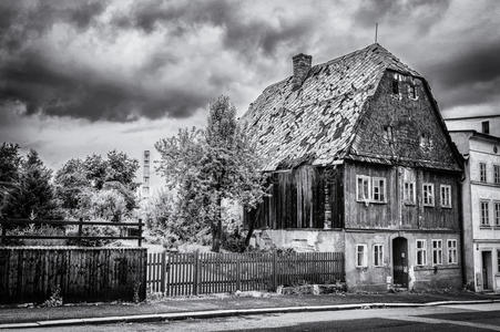 植物黑白照片图片