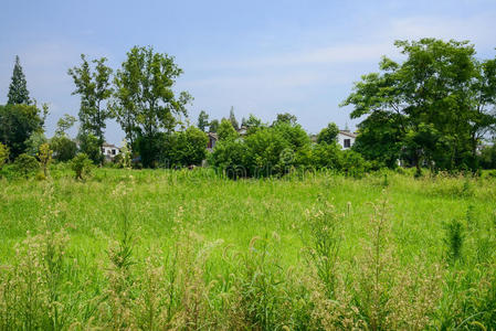 瓷器 成都 住宅 村庄 小屋 伍兹 住处 房子 杂草 夏天