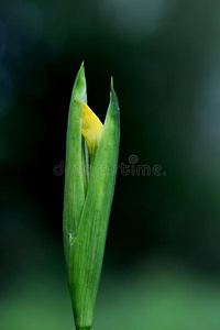 季节 植物 假 虹膜 春天 盛开 旗帜 活着的 夏天