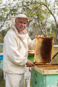 养蜂人正在养蜂场上的蜜蜂和蜂箱。
