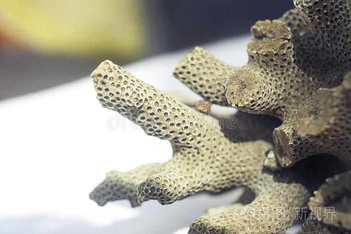 死珊瑚,看起来像大脑或蜂箱