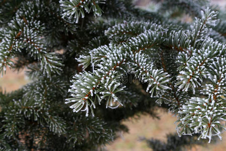 落下 秋天 季节 颜色 植物 特写镜头 白霜 早晨 自然