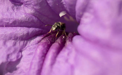 在紫色的花中近距离检查