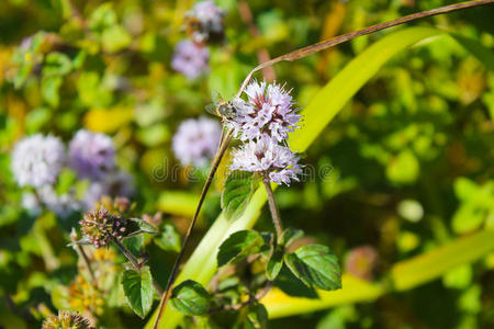 生态系统 草药 静脉曲张 园艺 开花 植物区系 栖息地 紫红色