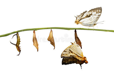 尾的周杰伦茧图片