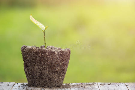 枯死的年轻植物在干燥的土壤上绿色模糊。 环境概念