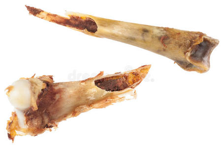 在白色背景下进食后的鸡骨在白色背景下进食后的鸡