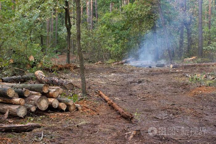 生态学 地区 硬木 木柴 磨坊 自然 切割 日志 行业 摔倒