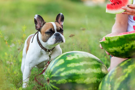 有趣的英国斗牛犬在夏天奔跑