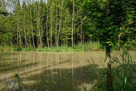 河边 夏天 早晨 伍兹 水边 湿地 伍迪 溪流