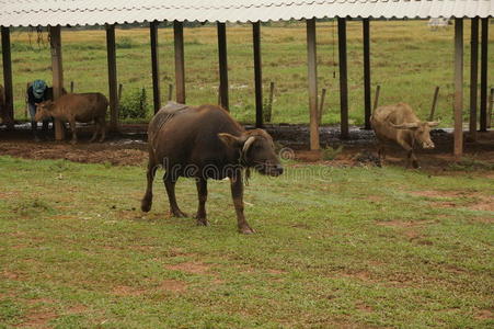 食草动物 放牧 脊索动物 牛亚科 弯曲 国家的 农民 水牛