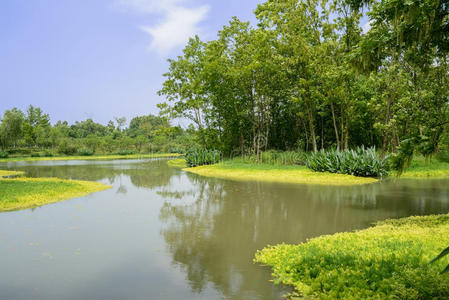 沼泽 伍兹 湿地 水边 下午 瓷器 伍迪 河边 夏天