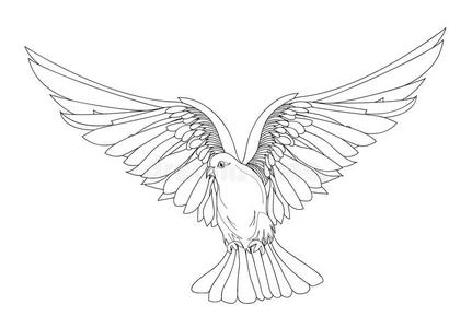 鸽子在自由飞行中. 背景上的孤立向量.照片