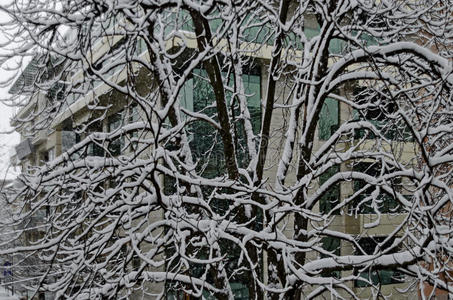 雪下洁白，冬日树木上覆盖着大雪