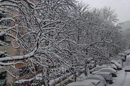 雪下洁白，冬日的景色在被大雪覆盖的树木和街道上