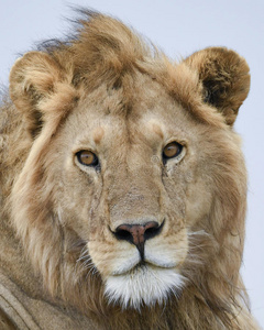 狮子头的特写正面,眼睛睁着,嘴巴闭着照片