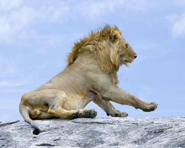 特写一只狮子坐在灰色的岩石上，向前看，前腿后面有戈尔受伤