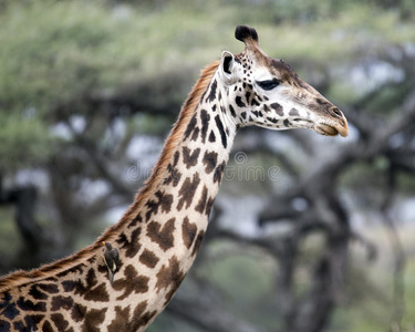 一只马赛长颈鹿的头部和颈部的特写侧视，看着前面有一只小鸟在它脖子上