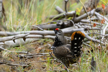 红色松鸡图片