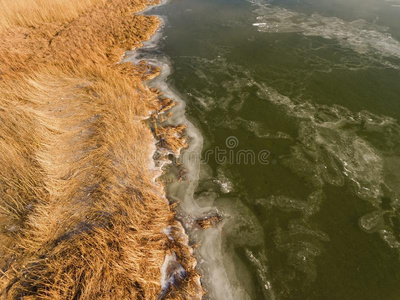 海岸 冰川 海洋 自然 芦苇 土地 气候 风景 海岸线 熔化