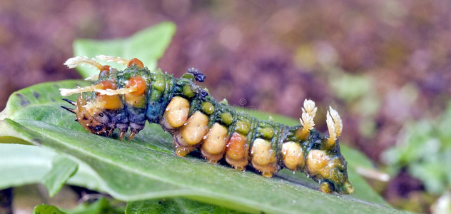 五颜六色的毛毛虫在自然栖息地照片