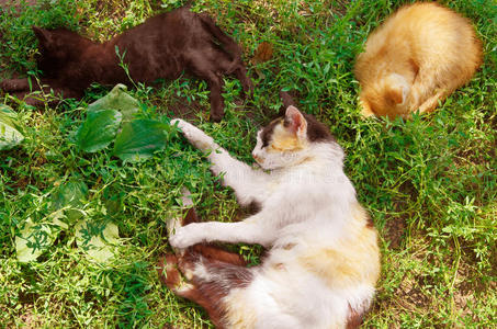 草坪 外部 自然 哺乳动物 动物 猫科动物 狩猎 可爱极了