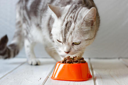 灰色猫吃橙色猫碗里的食物。