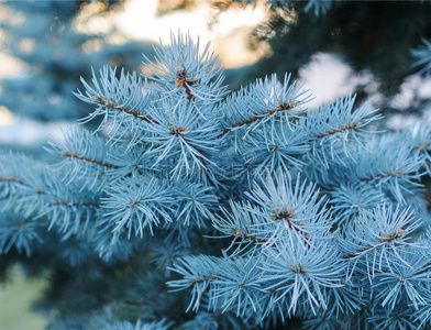 文化 松木 植物 圣诞节 云杉 季节 假日 自然 木材 分支