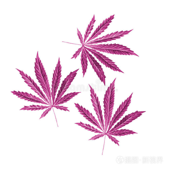 明亮的叶子用水彩画。 手绘插图隔离在白色背景上。 设计