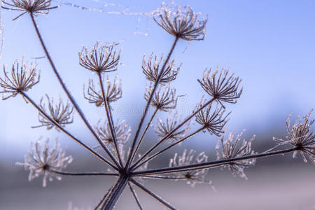 冷冻野花，雪白的冬天印象