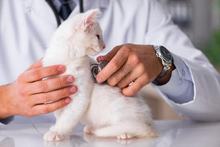 疾病 动物 照顾 可爱的 检查 医疗保健 基蒂 猫科动物